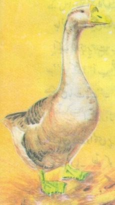 بطّو بطخ کی تصویر