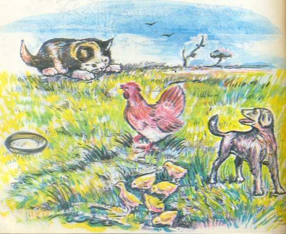 کٹّو، کٹّو کے چوزے، بلّی، اور ڈبّو