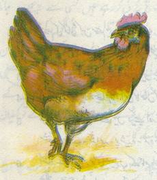 کٹّو مرغی کی تصویر